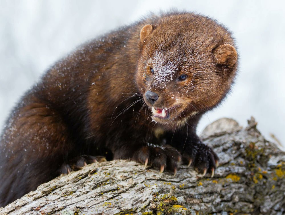 Postdoctoral Research Scientist Position. Cornell University. Fisher population modeling/decision science/spatial capture-recapture. $57k/yr + benefits. Prefer candidate to work at Cornell, but remote work option is possible. Details here: blogs.cornell.edu/fullerlab/news/ 📢Please RT📢