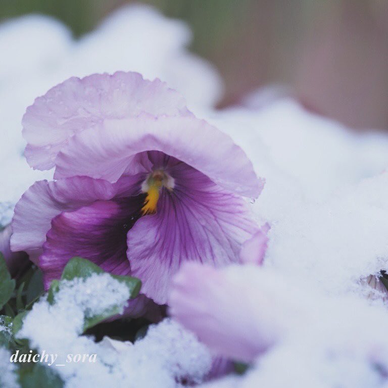 daichy_sora's tweet photo. 3月21日 暑さ寒さも彼岸までと言われるのに起きたら雪が積もってました。この冬?の初雪😳
#初雪 #積雪2cm😁 #お彼岸なのに #庭の花 #em5markii #olympus60mmf28macro #om写真投稿 https://t.co/pZldWcqj5k