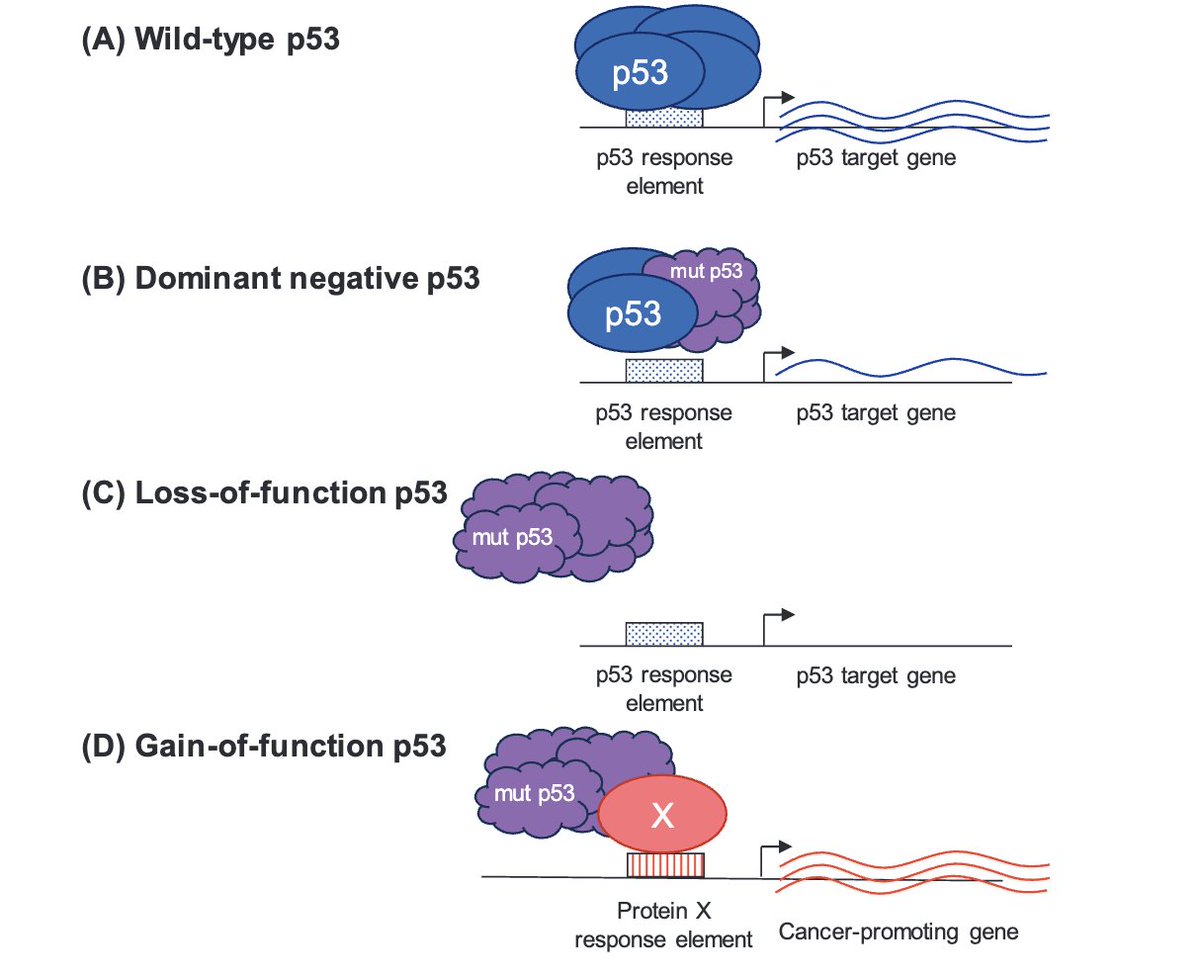 Laura Attardi (@attardilaura) on Twitter photo Our commentary "Targeting #p53 GOF activity in cancer therapy: a cautionary tale" in @CDDpress reviewing excellent article from @gemmakelly_1 and Andreas Strasser at <a href="/WEHI_research/">WEHI (Walter and Eliza Hall Institute)</a>
rdcu.be/dBVSq Our commentary "Targeting #p53 GOF activity in cancer therapy: a cautionary tale" in @CDDpress reviewing excellent article from @gemmakelly_1 and Andreas Strasser at <a href="/WEHI_research/">WEHI (Walter and Eliza Hall Institute)</a>
rdcu.be/dBVSq