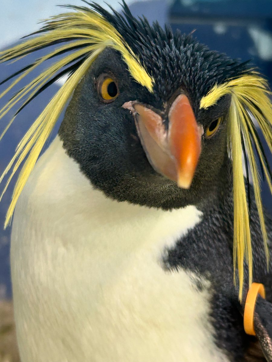 超貴重昭和レトロNational ナショナル piyopiyo ペンギンライト鳥 超貴重昭和レトロNational ナショナル piyopiyo ペンギンライト
