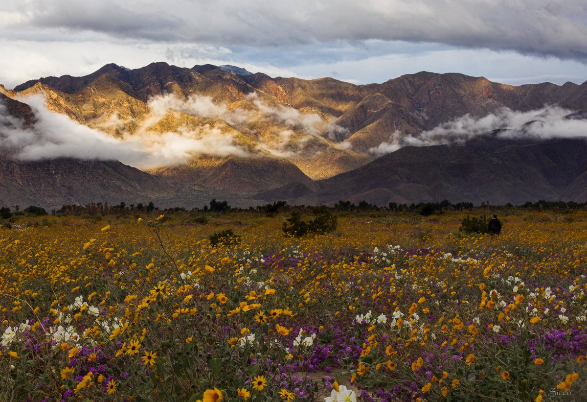 Henderson Canyon with clouds draping the mountains. The flower field in the foreground last Friday morning (Photo: Sicco Rood).