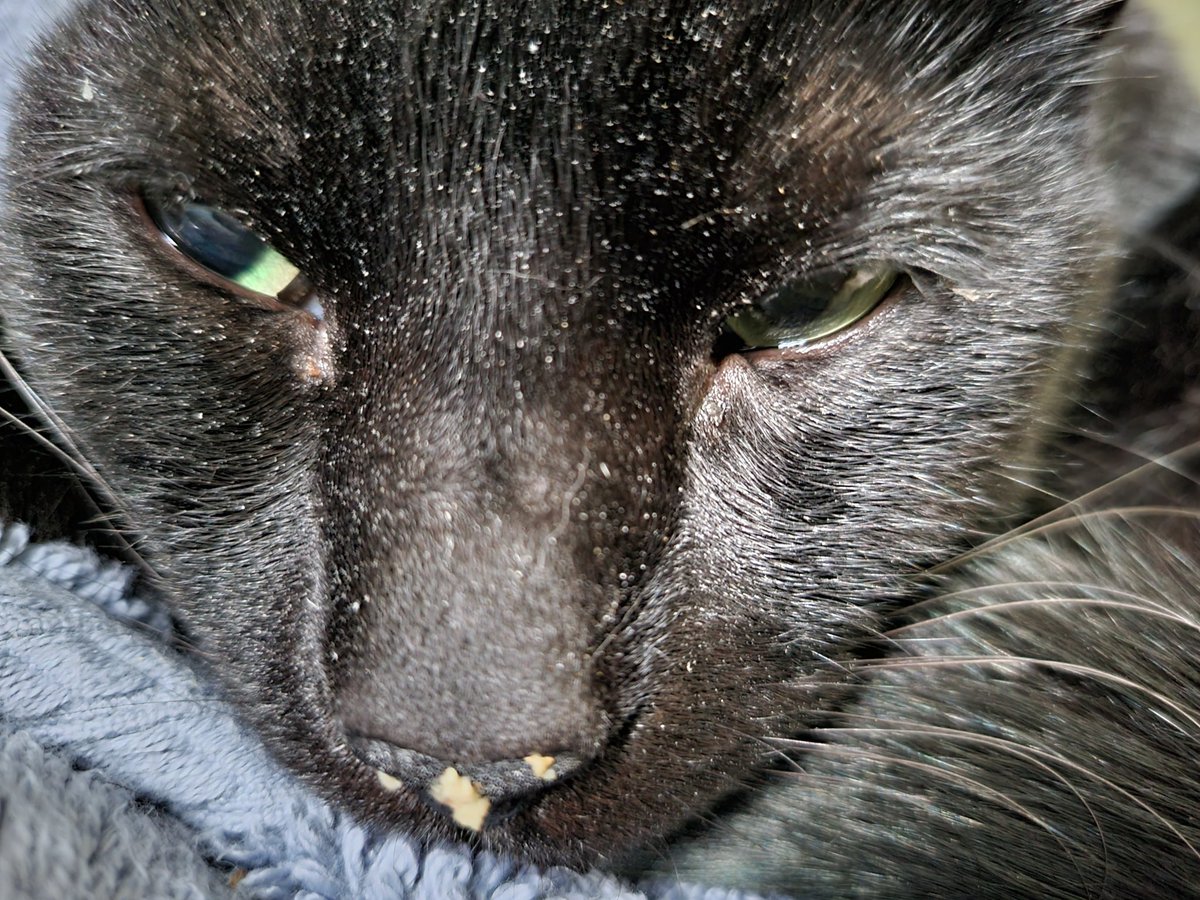 DapperlyCats's tweet photo. This cat is a dirt magnet and he isn't even allowed outside!

#dapcats https://t.co/CzVNSiYLAe
