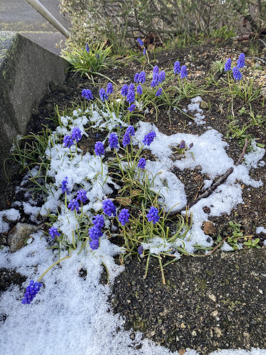 ほんのちょっとだけど雪☃️
雪に憧れてた娘が「雪遊びって最高だね！！」と、ニセコに来たかのようなコメント😂