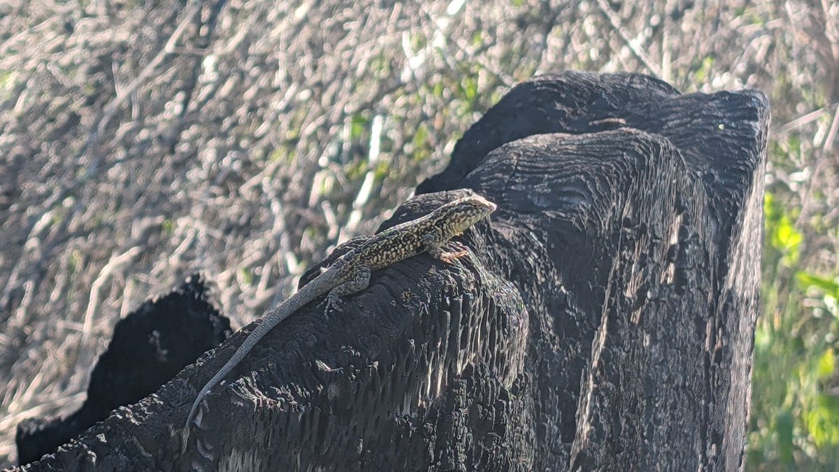 Jordan Rogers tweet media