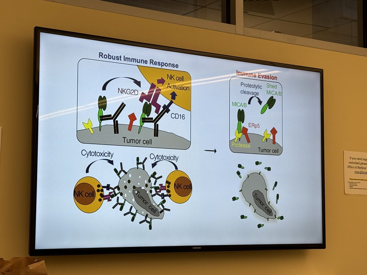 weldeiry's tweet photo. Attending @BrownMedicine #AMS_CRJC led today by medical students Ege Gungor Onal, @AllegraRollo, and Valeria Brown

Presentation today by Ege Gungor Onal

A vaccine targeting resistant tumours by dual T cell plus NK cell attack

https://t.co/2ym4NxGd5k

From lab of Dr. Kai Wucherpfennig at @DanaFarber 

@BrownUniversity @BrownUCancer #LegorretaCancerCenter
@LifespanHlthSys @RIHospital @MiriamHospital @carenewengland