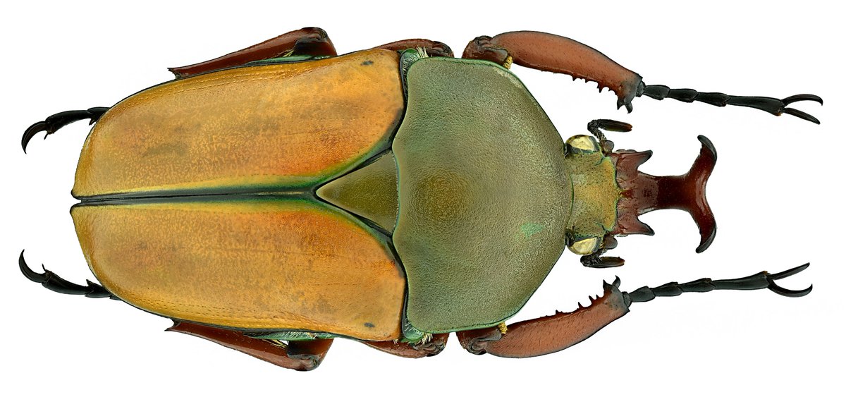 Eudicella tetraspilota euthalia var. shiratica Csiki, 1909
syn: Eudicella smithii shiratica Csiki, 1909
Male
Size: 35 mm
Breeding, 2000