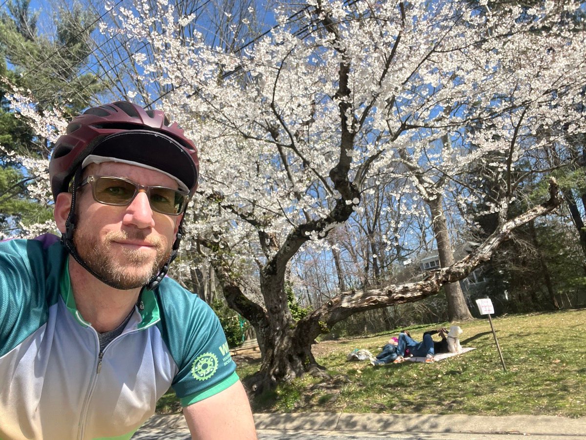 Got out to see the cherry blossoms of Kenwood today. So early this year! They're already a few days past their peak!

#bikeDC #bikeMD