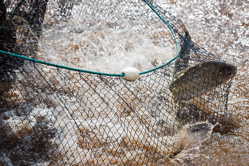 SistemaCNA's tweet image. CNA discute iniciativas para a cadeia da aquicultura. 

Saiba mais: mla.bs/4eae8446

#produtorrural #agro