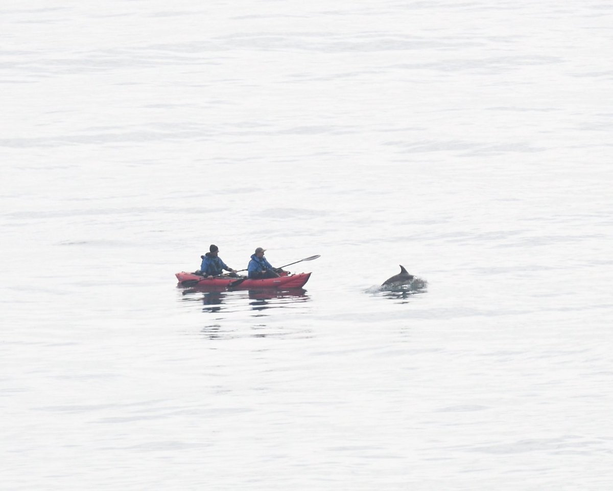 @henrykfilm @KayakerLone Somebody else having the same fun off Berry Head