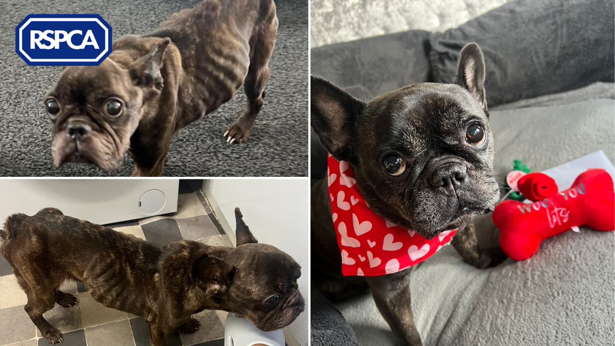 A woman from #Crewe has been banned from keeping animals for 5 years after the neglect of French bulldog, Peanut. Weighing only 6.7kg, Peanut was weak and defeated but has since settled into her forever home. All the best, Peanut 🥜 Read the full story: bit.ly/3v9TZcO