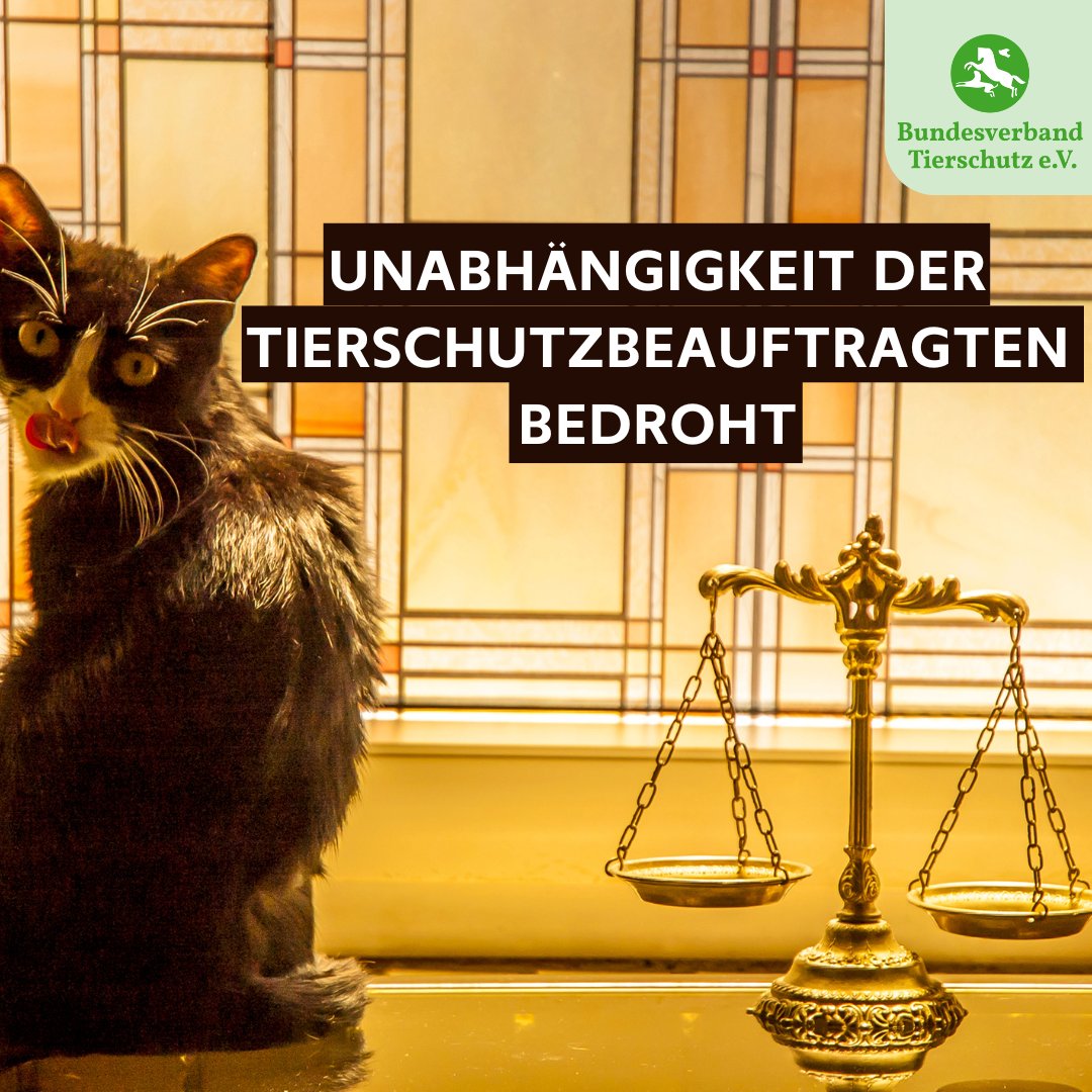 Ein Skandal bahnt sich an: Tierschutz in Berlin soll seine Unabhängigkeit verlieren! Bitte unterzeichne den offenen Brief an den regierenden Bürgermeister in Berlin innn.it/unabhaengige-l…