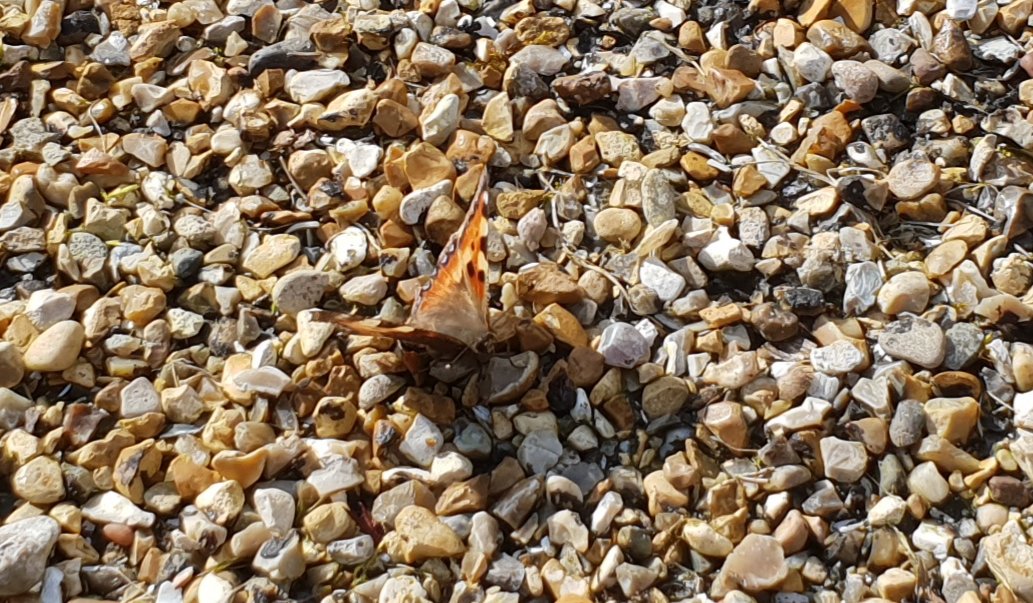 Good emergence of butterflies from hibernation in Grosvenor & Hilbert Park today - 3 Brimstone, 5 Peacock, 1 Red Admiral, 1 Comma, 1 Small Tortoiseshell