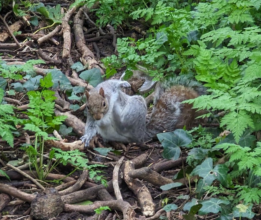 Squirrel scratching his armpit in Dog Kennel Hill Wood! They are such mischiefs. #dkhwood #camberwell #se5 #se22 #cheekysquirrel