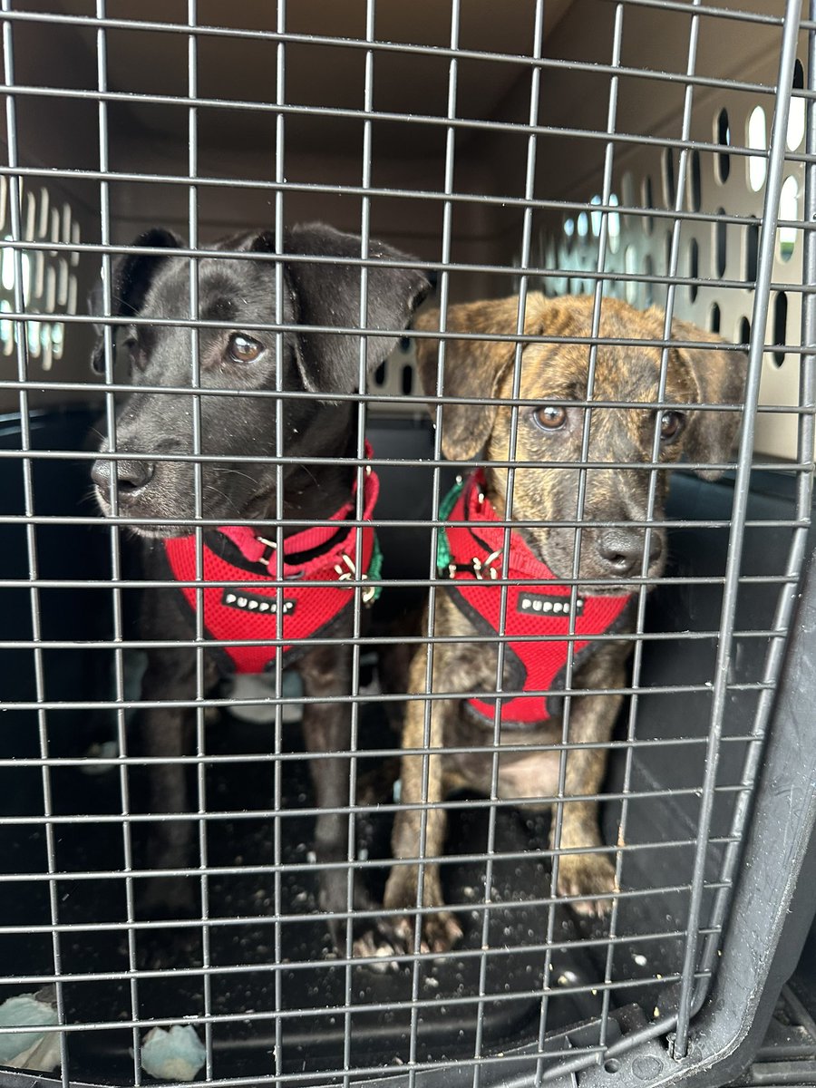 Callie and Emmy are also rescued Puerto Rican 🇵🇷 Satos flying today but they are traveling with @united Hoping for a more #dogfriendly experience and that they get to meet their families at Newark tonight. 
#Freedomflight #flightvolunteers #satostrong