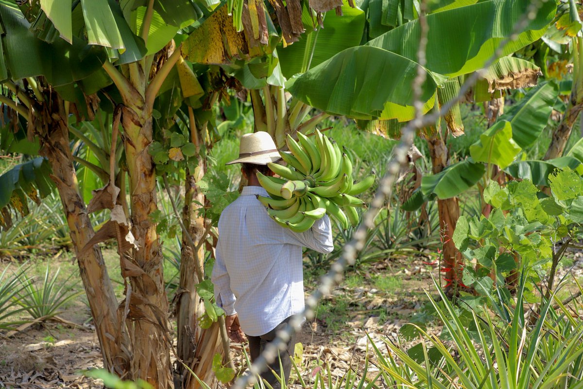 Visitamos diferentes parcelas demostrativas del proyecto Sistemas Agroforestales Adaptados para el Corredor Seco Centroamericano AGRO-INNOVA, donde participaron el Ministro @guardadolic, el embajador de la @UEenElSalvador, @FrancoisRoudie, y el representante del @iica_sv, Erick…