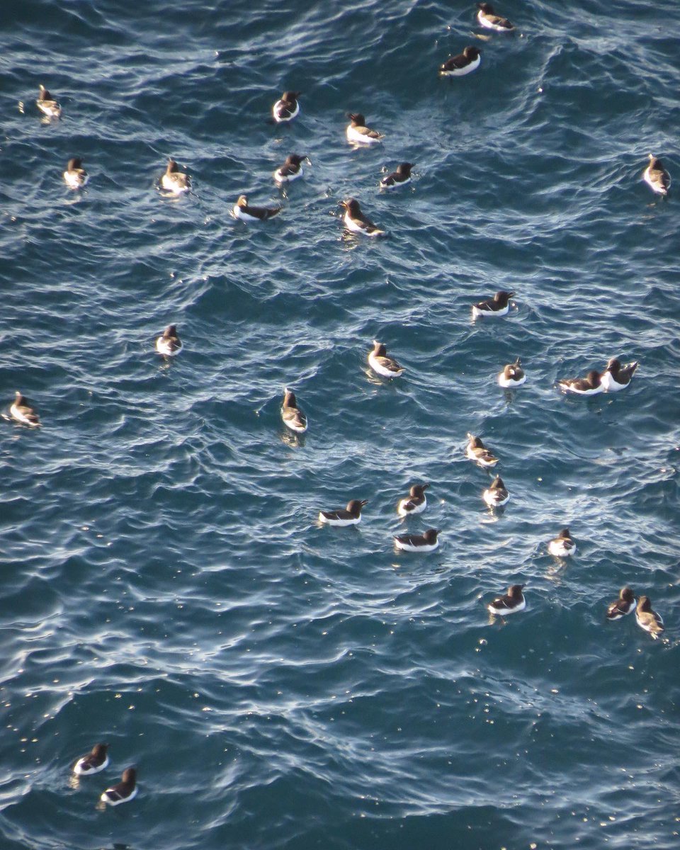 Razorbills returning to Sumburgh Head. Happy Days!