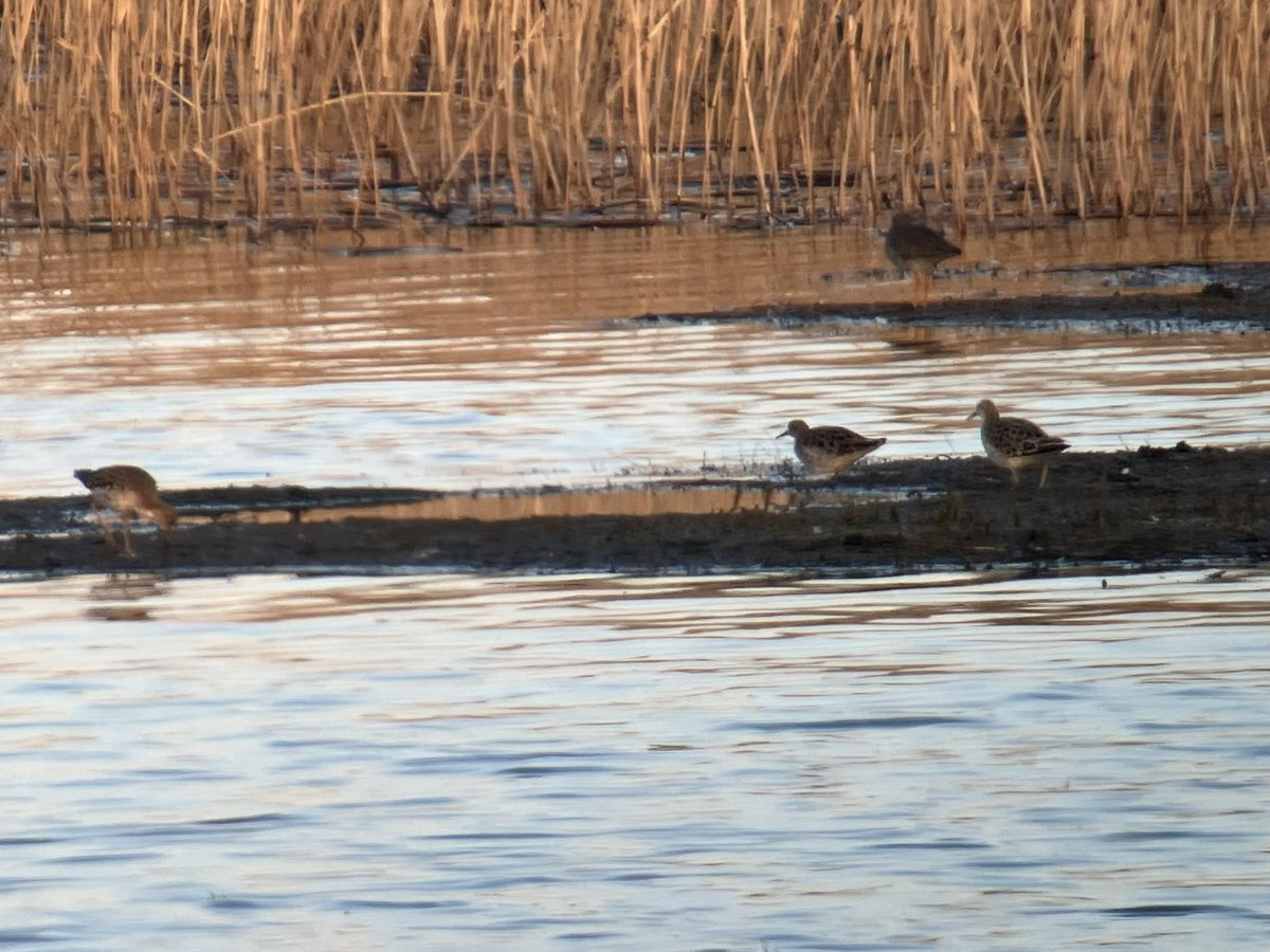 2 Cetti’s warbler singing all afternoon and evening, adult little gull, 4 ruff and a very inquisitive otter at Cahore marsh, Wexford! #patch