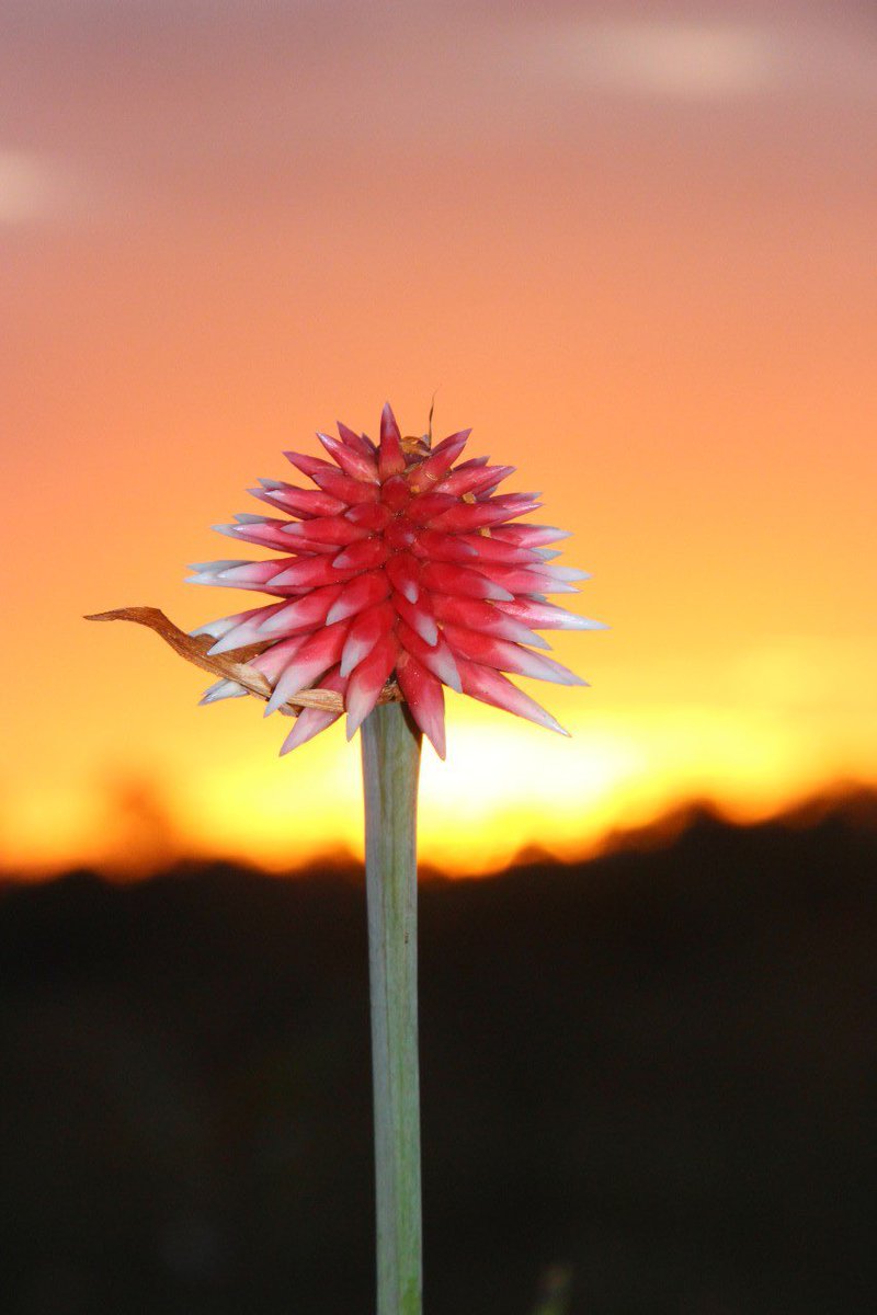 Gracias a <a href="/AMAldanaS/">Ana M. Aldana</a> por inspirarme a conocer más sobre esta no-flor. Invitados a conocer más de esta nueva insignia nacional en <a href="/ELTIEMPO/">EL TIEMPO</a>. 

 blogs.eltiempo.com/duro-pal-citad…