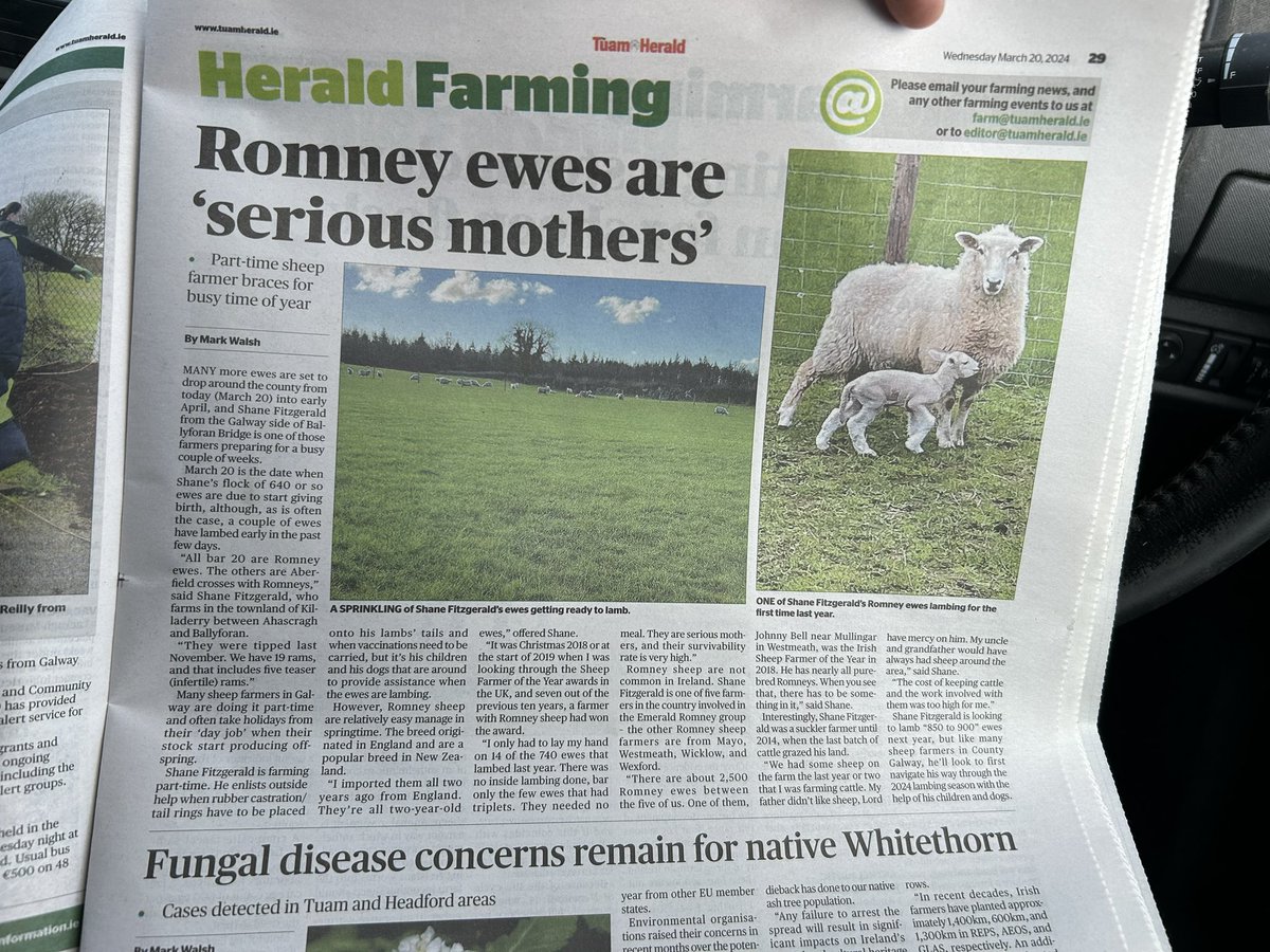 A big thanks to the Tuam Herald for the article they had in todays paper about out journey with the Romney sheep in the last 2 years.