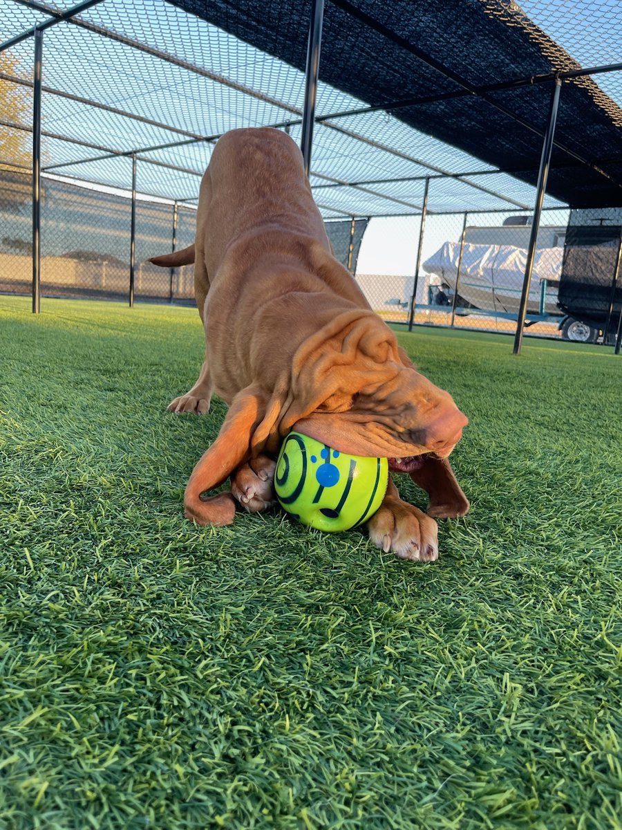 Dog Trainer US tweet media