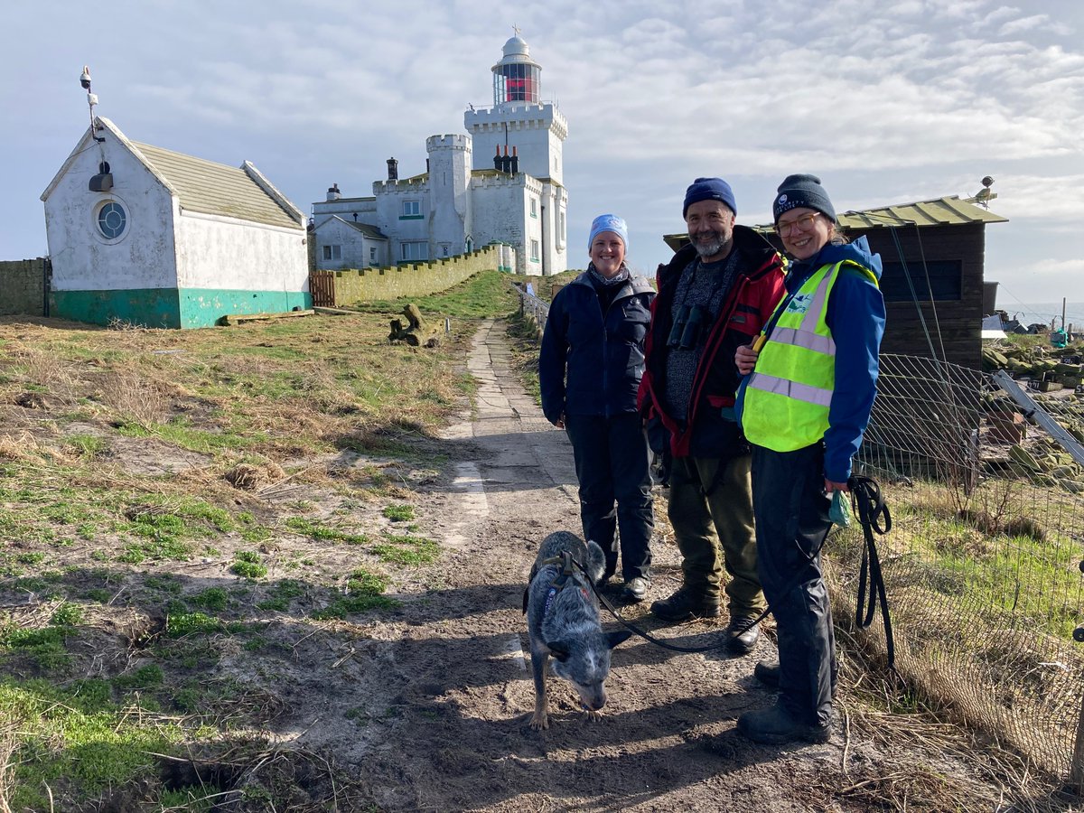 Laura and Kuki carried out a pre-season check for brown rats on Coquet Island today before the seabirds take up residence for the summer. It’s a bit easier to move around on the 8ha island before the 40,000 breeding seabirds arrive…quite a bit quieter too!