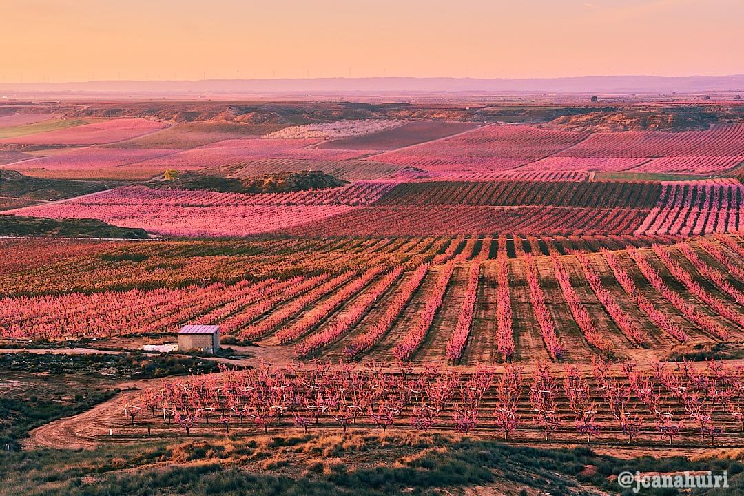 Per despedir lo dimecres, mar #Ponentinament rosa des de #Sunyer de lo <a href="/jcanahuiri/">julio canahuiri</a>, merci! 🌺