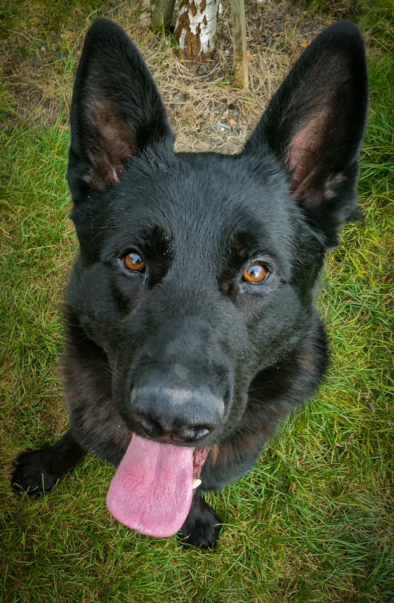 Bandit vehicle spotted by handler, rams police dog van, makes off.  Tries to outrun @DerbyshireARU @DerbyshireRPU , runs out of skill, crashes and gives it legs.  PD Yolo finds driver hiding and lets him know he isnt happy about being rammed. 1 in the cells for serious offences.