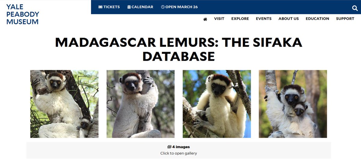 Jessie Deichmann (@jessieldk) on Twitter photo Exciting dataset published by <a href="/yalepeabody/">Yale Peabody Museum</a>, #BezaMahafaly researchers & the University of Antananarivo's School of Agronomy includes census info for over 900 individual #sifakas studied since 1984! An incredible #OpenAccess database #Madagascar
peabody.yale.edu/explore/collec… Exciting dataset published by <a href="/yalepeabody/">Yale Peabody Museum</a>, #BezaMahafaly researchers & the University of Antananarivo's School of Agronomy includes census info for over 900 individual #sifakas studied since 1984! An incredible #OpenAccess database #Madagascar
peabody.yale.edu/explore/collec…