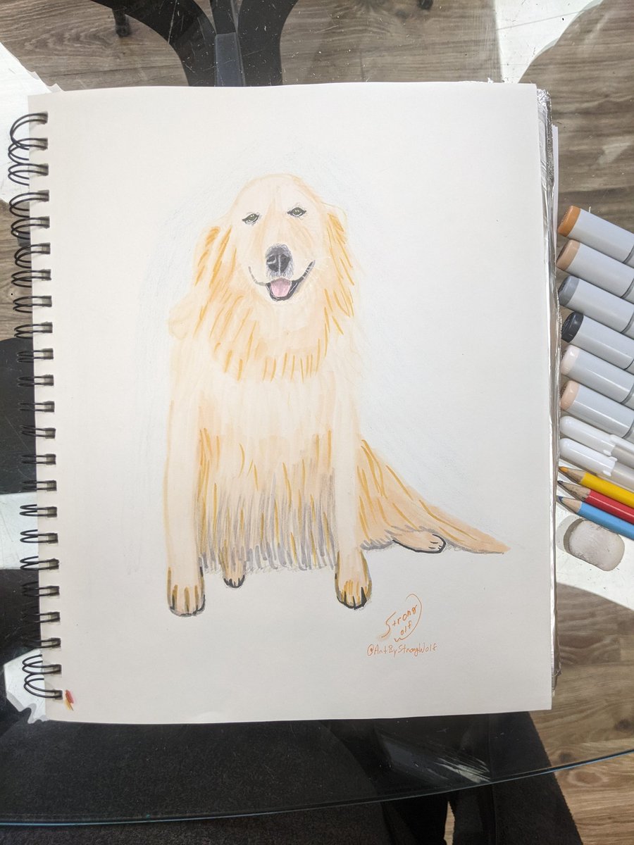 Today's pet portrait: Golden Retriever in alcohol marker and pencil, with gellyroll highlights. #yellowdog #petportrait #goldenretriever #copic #gellyroll #coloredpencil