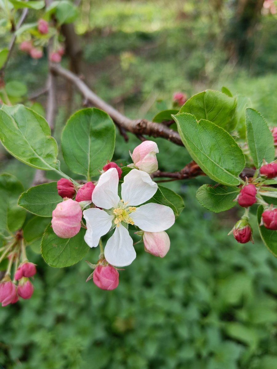 First apple blossom opening  in the garden today 😍