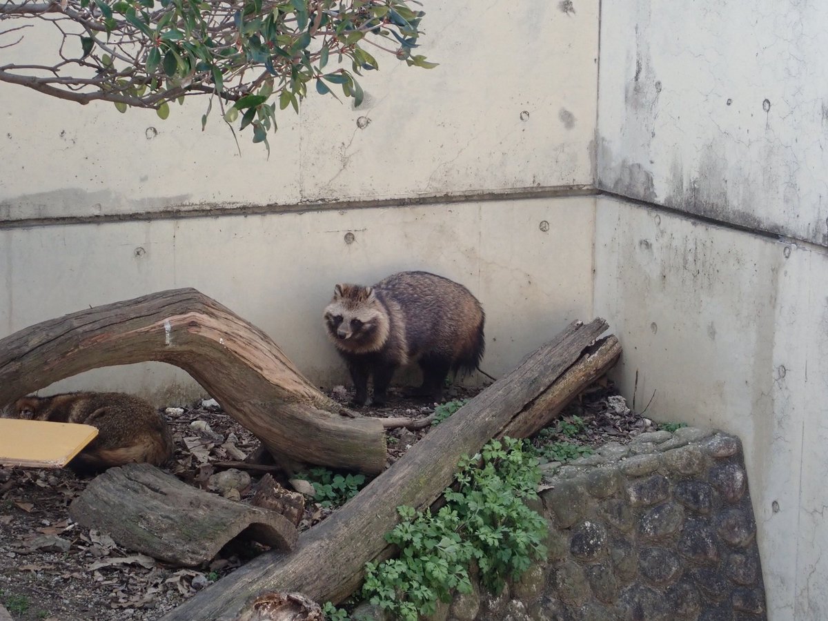 やる気、元気、たぬき
#東山動物園 #ホンドタヌキ