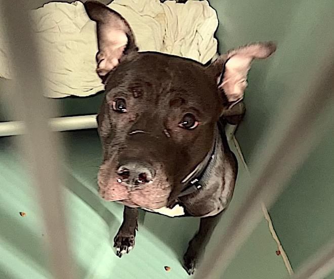 NYCACC slaughterhouse strikes again! This shelter likes to kill animals, isn’t it obvious yet? They ban rescues that truly try to help and make a difference so there are less and less rescues to save these innocent animals and then they just continue killing. Look at this