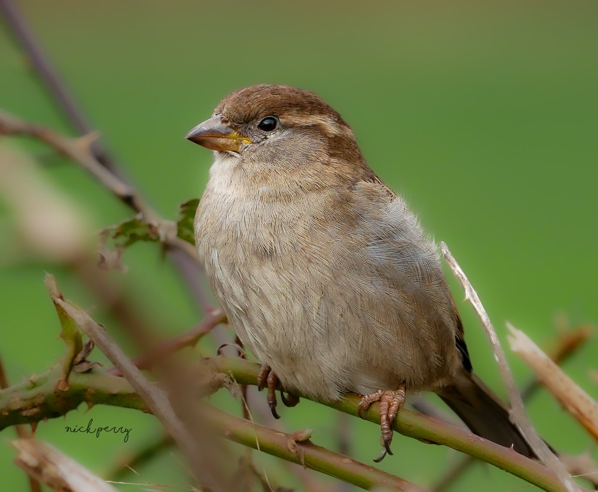 I was going to save this little beauty for #SparrowSunday 
But I thin it's only right to share it for #WorldSparrowDay2024 
Get posting guys let's celebrate these little beauties 😁
#TwitterNatureCommunity 
#TwitterNaturePhotography 
#BirdsOfTwitter #birding
#NatureTherapy🏴󠁧󠁢󠁷󠁬󠁳󠁿