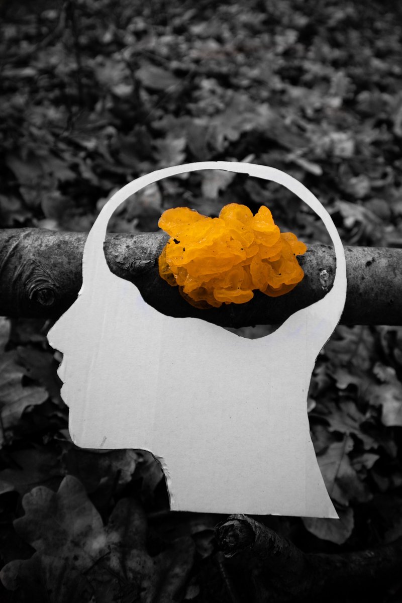 As promised - here are the fantastic top three places in the Brainscapes competition #OxNeuro2024 (1/4) In joint third place was @mats_van_es from @OxPsychiatry @OxfordWIN with this creative picture of 'Tremella Mesenterica' a fungus also known as 'yellow brain'.