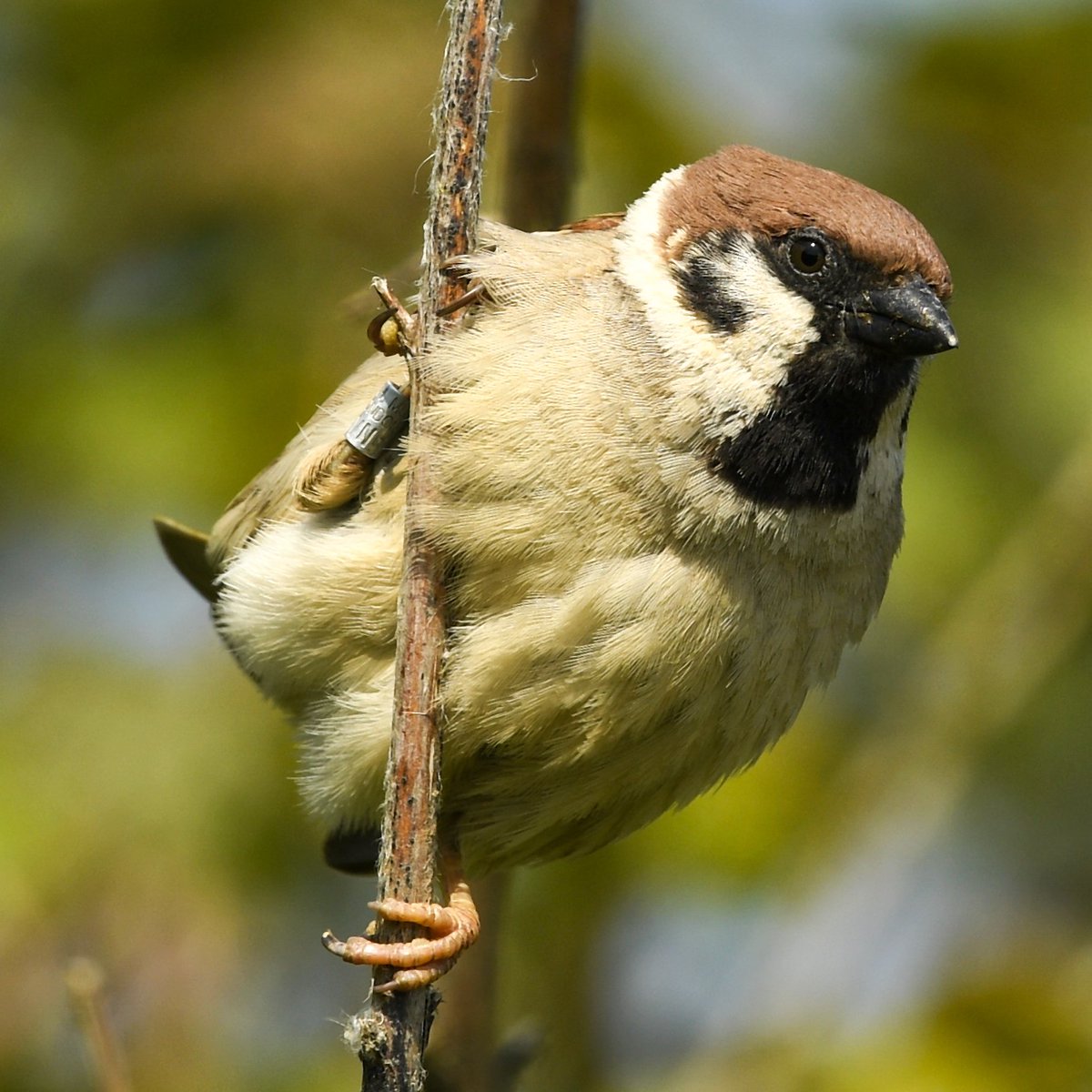 Apparently, it's #WorldSparrowDay2024. I had no idea. Here's my favourite #TreeSparrow shot to make up for my ignorance.

#TwitterNatureCommunity #BirdsofTwitter #nature #birdtwitter #SparrowFamily