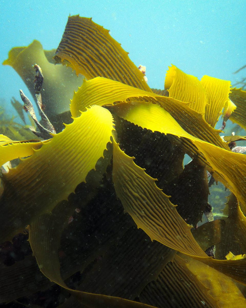 New study exposes alarming vulnerabilities of the Tasmanian #kelp, Lessonia corrugata, as it faces unprecedented challenges due to rising ocean temperatures. Researchers identify a critical maximum limit of 22-23°C.
#MarineHeatwaves 📸 @hunterforbes_ 

📜 onlinelibrary.wiley.com/doi/full/10.11…