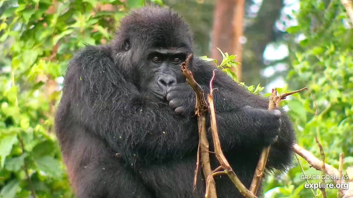 🦍 #WorldRewildingDay 

🌄 The #gorillas in our sanctuary came to us from the wild as infants, and we want to see them roaming wild again. #Rewilding involves much more than dropping the gorillas off in a random forest and waving goodbye, so we are taking time to do it right.