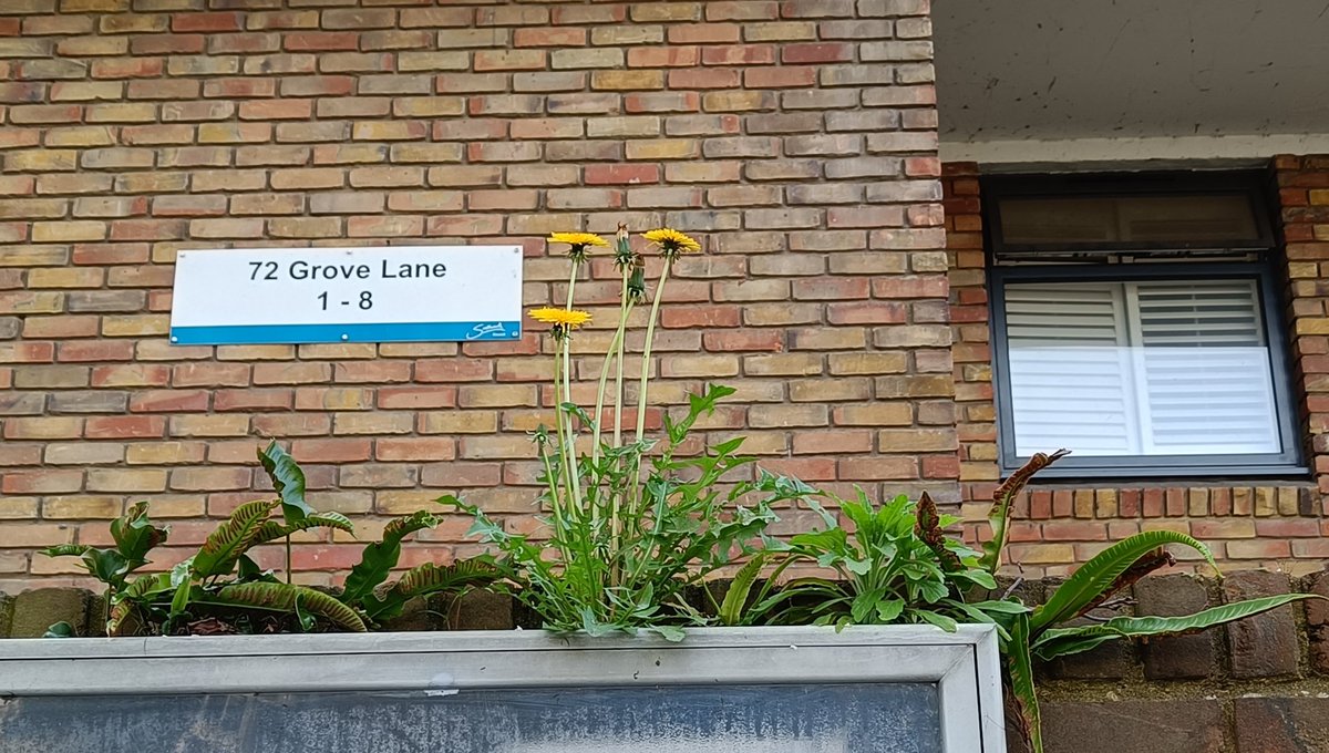 Benhill Road Nature Garden (@benhillroadgdn) on Twitter photo A jolly little garden of ferns and dandelion growing out of the top of an estate noticeboard ๐
<a href="/BSBIbotany/">BSBI: Botanical Society of Britain & Ireland</a> <a href="/SLBotanicalInst/">SL.Botanic Institute</a> <a href="/southwarknature/">Southwark Nature Action Volunteers</a> A jolly little garden of ferns and dandelion growing out of the top of an estate noticeboard ๐
<a href="/BSBIbotany/">BSBI: Botanical Society of Britain & Ireland</a> <a href="/SLBotanicalInst/">SL.Botanic Institute</a> <a href="/southwarknature/">Southwark Nature Action Volunteers</a>