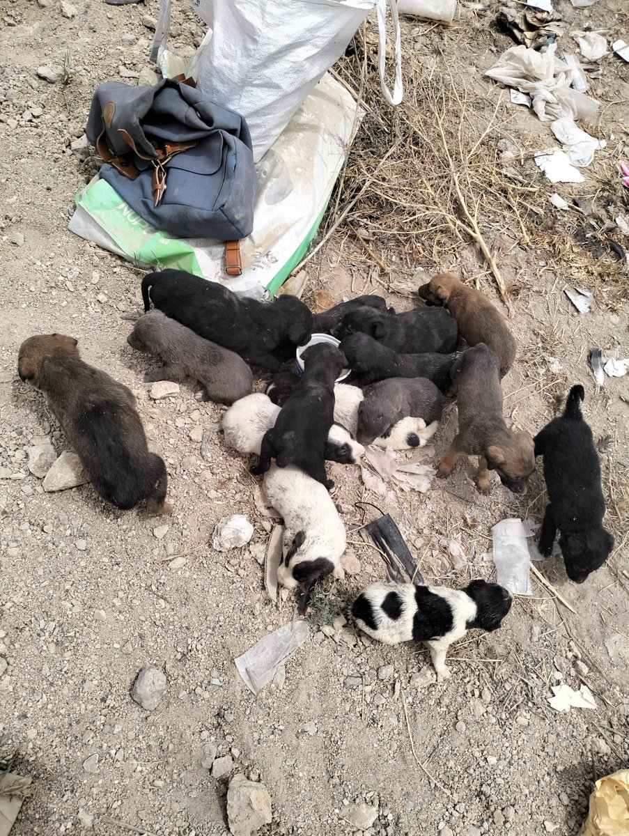 Hola hola amiDogs!! Hoy hubo un reporte aquí en el pueblo de unos cachorros de 1 mes aprox (son 15 en total y parece que todos son de la misma camada). Estaban solos en la tierra, acalorados y con sed. Para que no continuaran en esas condiciones, una chica fue a buscarlos ⬇️