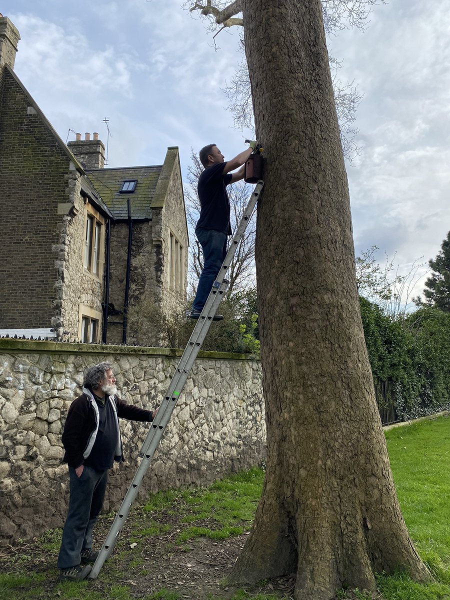 @chriswallace.bsky.social (@c_s_wallace) on Twitter photo Ian (up the ladder) & Steve <a href="/HackneyLFUG/">London Fields User Group</a> installing a nesting box this arvo in London Fields. It has a 26mm hole in it for blue tits. Theyβre also installing ones with 32mm holes for great tits.
Bravo, team! πππ 1/ Ian (up the ladder) & Steve <a href="/HackneyLFUG/">London Fields User Group</a> installing a nesting box this arvo in London Fields. It has a 26mm hole in it for blue tits. Theyβre also installing ones with 32mm holes for great tits.
Bravo, team! πππ 1/