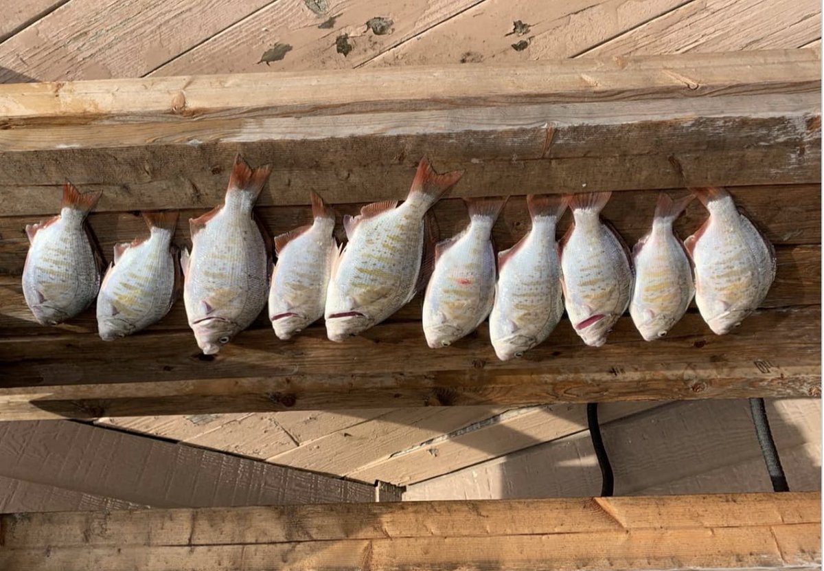 Reports from the Long Beach peninsular are favorable for #surfperch. Anglers Bill Biggs did well the other day. #LongBeach #Ilwaco #Surffishing