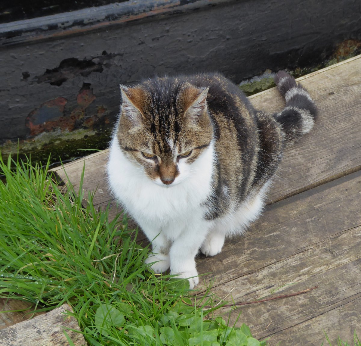 #VernalEquinox  I was happy greet the Spring with a walk by the Oxford canal, finally meeting narrow boat kitty as the sunshine brought them out to meet visitors.

Two brimstone butterflies flitted gaily about & a heron flew gracefully past.  @churchartnature