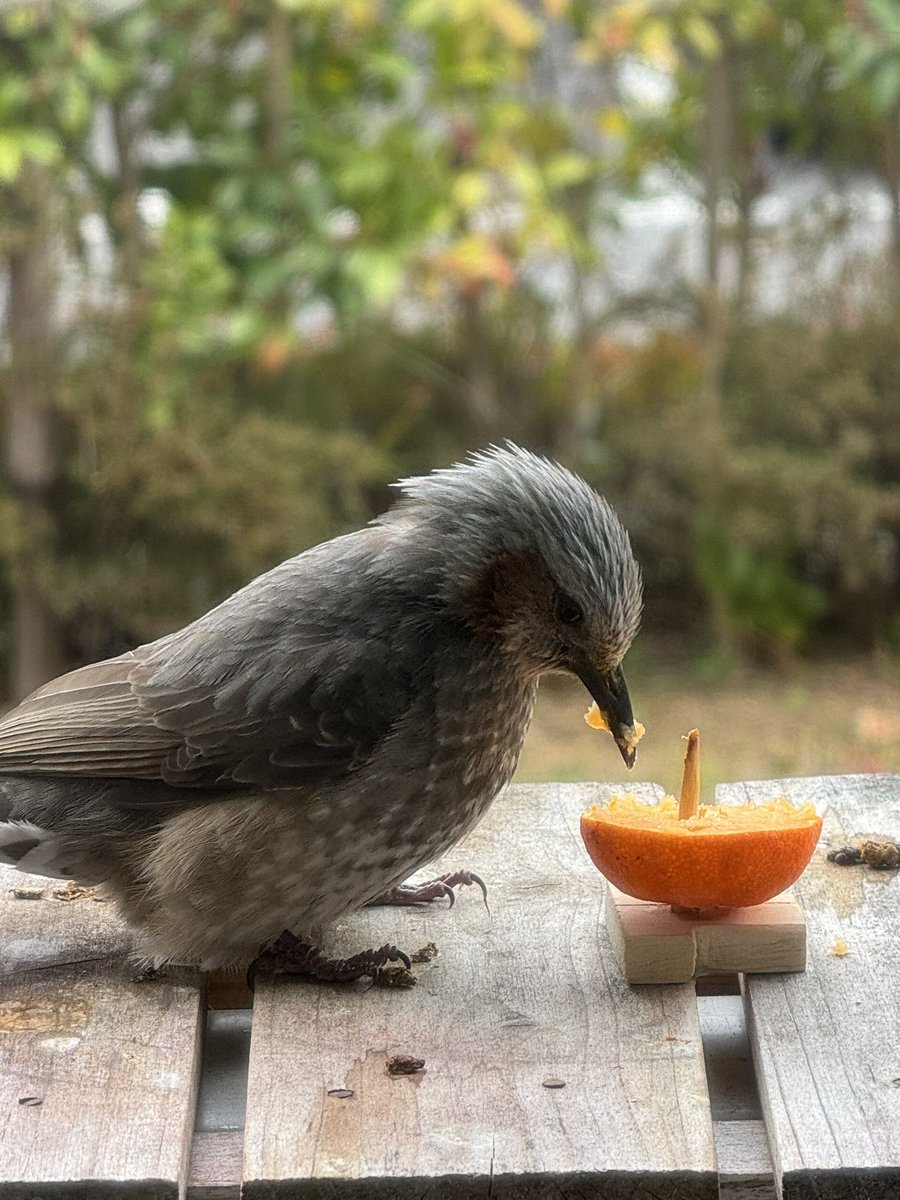 4wlaf's tweet photo. ヒヨドリ遊びに来ました🦜 https://t.co/lyGN3DL2dN
