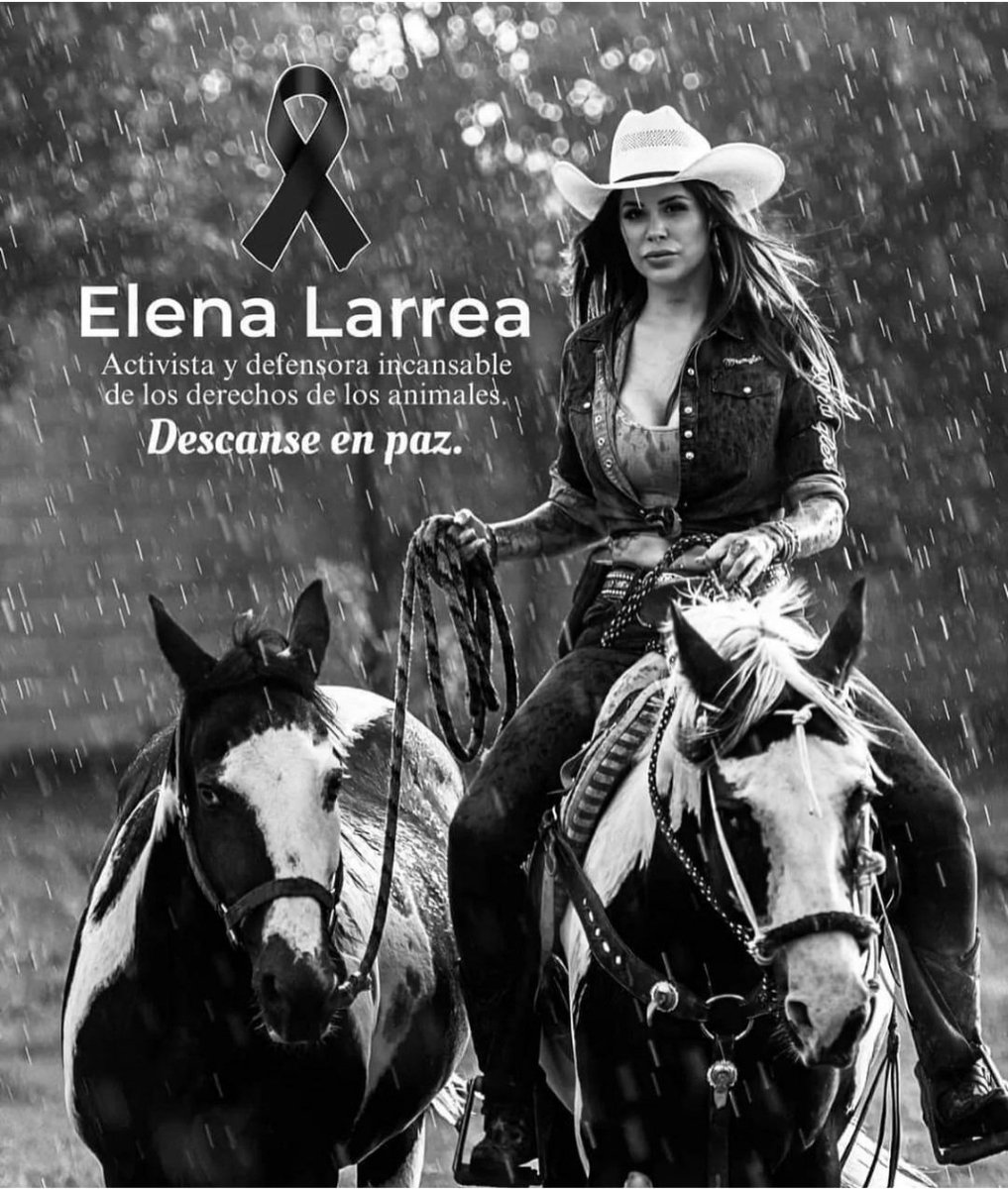 No sabes lo devastada y desconsolada que estoy 💔 Quisiera haber estado ahí para ayudarte, para auxiliarte, para ser tu escudo y coraza. Ojalá hubiéramos nacido en un país que no fuera FEMINICIDA, en un país que NO PROTEGIERA MALTRATADORES ZOOFÍLICOS. Nada será igual Sin Ti🐎🥀