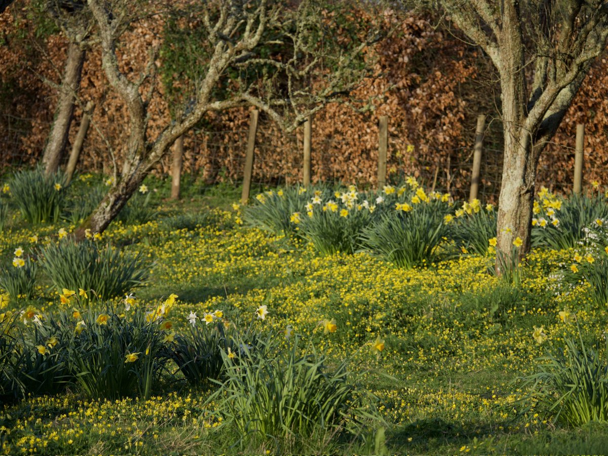 jayashworth2's tweet photo. I walked carefully through carpets of Celandines today and my shoes were dusted with golden pollen! @PenhurstRetreat #Penhurst @godsacre #penhurstchurch https://t.co/37s6Xi4b5n