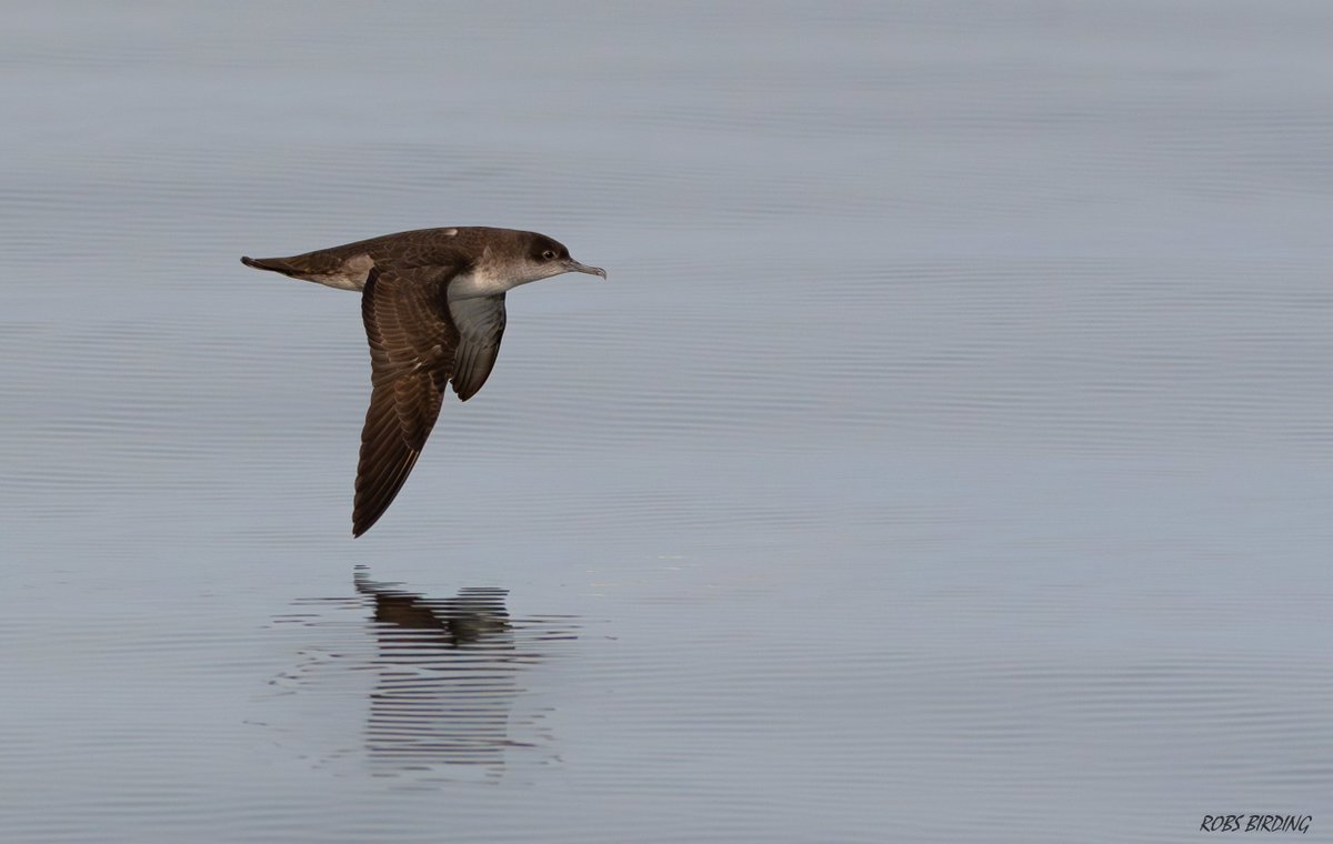 Balearic shearwater seen just off Europa point Gibraltar 

#Gibraltar #BirdsSeenIn2024 @gonhsgib
@GibraltarBirds @_BTO @Natures_Voice
#TwitterNatureCommunity @NautilusGib
@Britnatureguide @BirdGuides @BirdLifeEurope 
@GibMarine