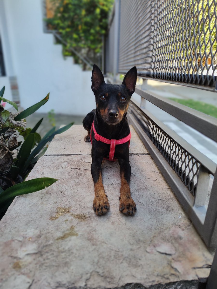 Soolirina's tweet photo. Los abandonaron en la puerta de casa con estos cartelitos. Necesitamos familia urgente! Por favor ayúdenme a difundir!
Milo (negro) 1 año y medio macho, súper chiquito.
Pirata (blanco),mediano, 7 meses.
Los dos son super buenos y se llevan bien con los chicos y con otros perros. https://t.co/ZKXPU1tKFc