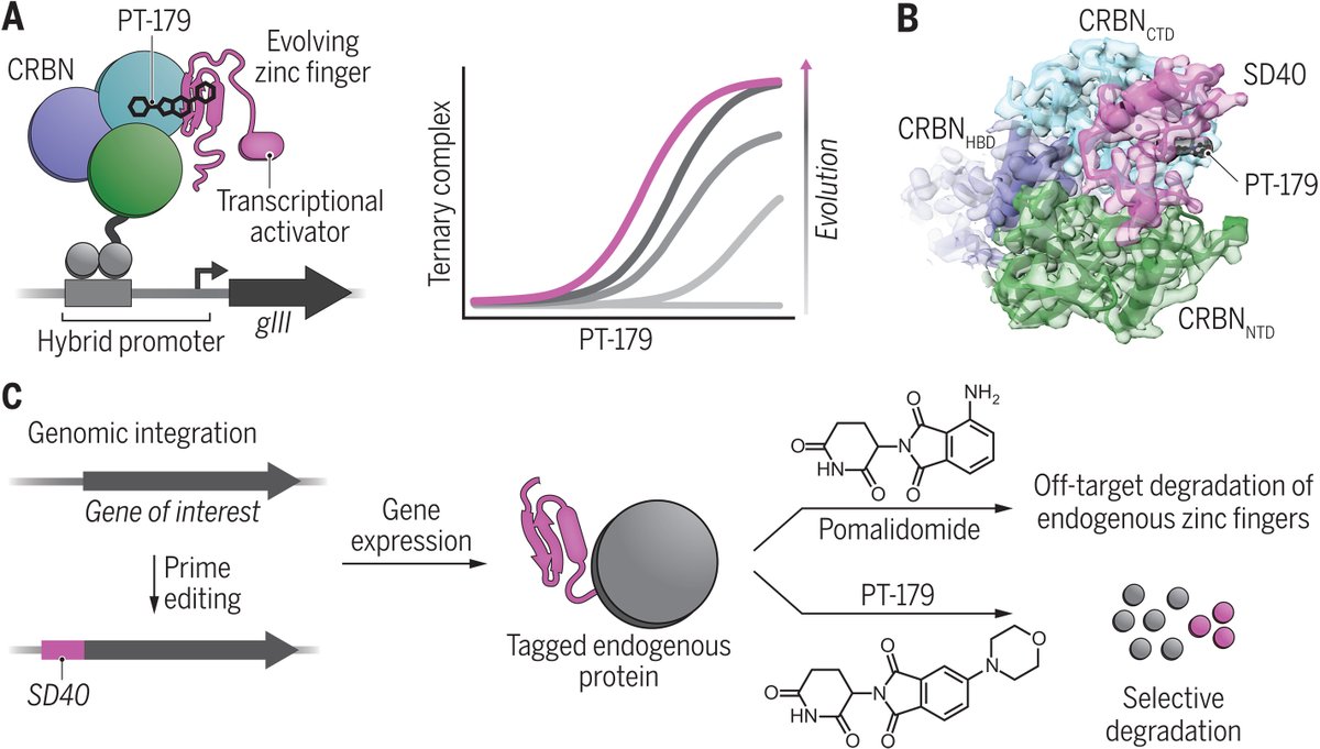 Degradation tags enable rapid control of targeted proteins using small molecules. In a @HarvardCCB & @MIT study, researchers made a platform to generate engineered molecular glue interactions and applied it to evolve zinc finger degrons. @ScienceMagazine: bit.ly/3TjcuTW