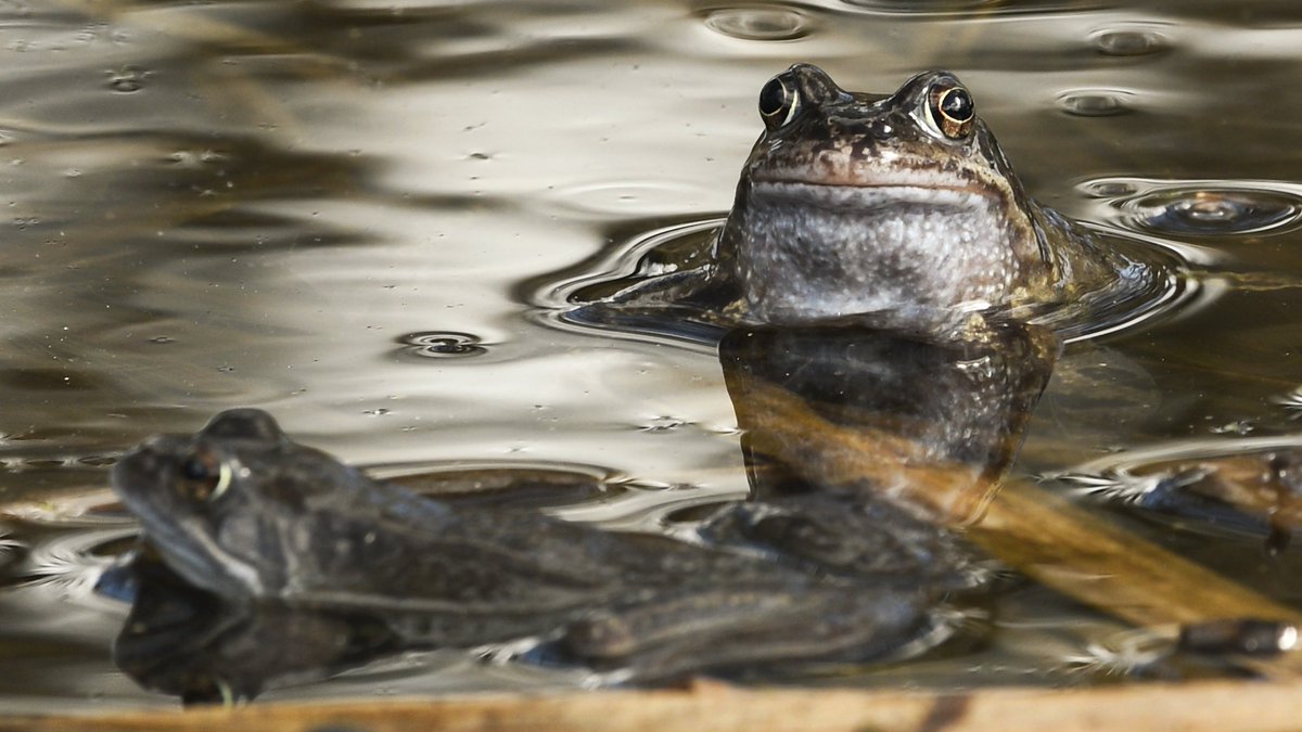 It's also #WorldFrogDay.