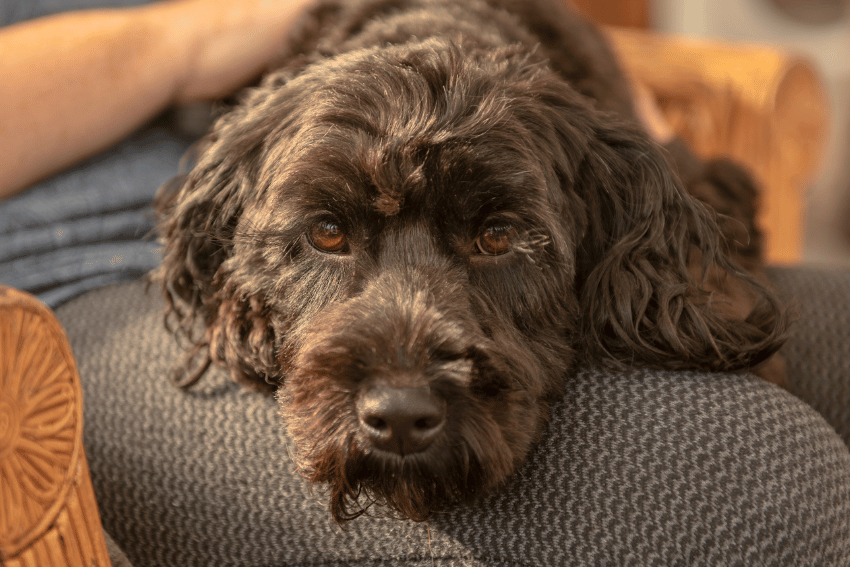 pet_cloud's tweet image. Do you wonder why your dog lays their head on you? Find out the real reason why 
petcloud.com.au/d/blog/why-you…

#dogbehaviour #humananimalconnection #dogs #pets